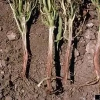 Podridão radicular seca