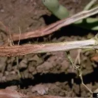 Podridão radicular seca