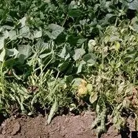 Podridão radicular seca