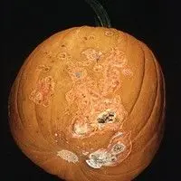 Podridão de raízes
