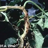 Podridão de raízes