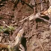 Podridão de raízes