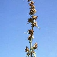 Macela