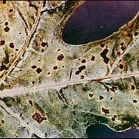 Antracnose