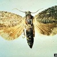 Mariposa oriental