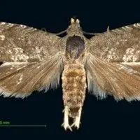 Mariposa oriental