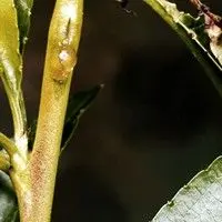Mariposa oriental