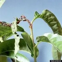 Mariposa oriental