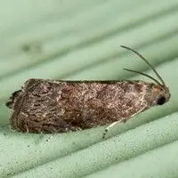 Mariposa oriental