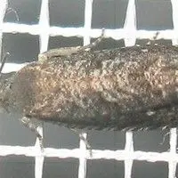 Mariposa oriental