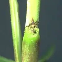 Mariposa oriental