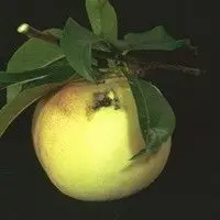 Mariposa oriental