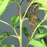 Mariposa oriental