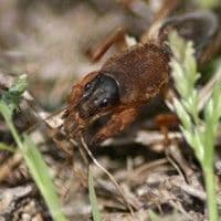 Paquinha