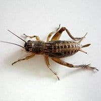 Grilo