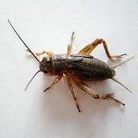 Grilo