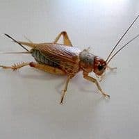 Grilo
