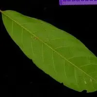 Camboatá