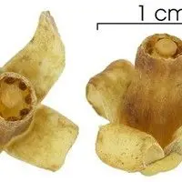 Camboatá