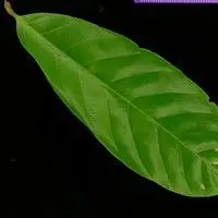 Camboatá