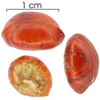 Camboatá