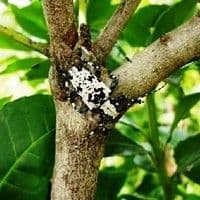 Broca-da-erva-mate