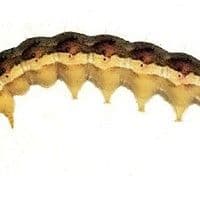 Lagarta das ponteiras