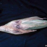 Helmintosporiose