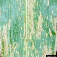 Helmintosporiose