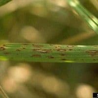 Helminthosporiose