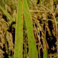 Helminthosporiose