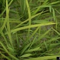Helminthosporiose
