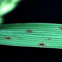 Helminthosporiose