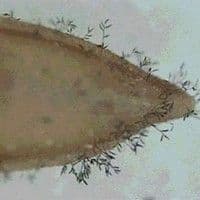 Helminthosporiose
