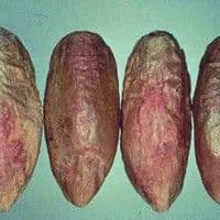 Helmintosporiose