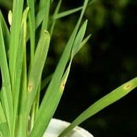 Helmintosporiose