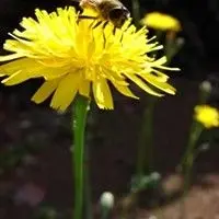 Almeirão do campo