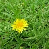 Almeirão do campo