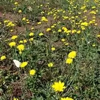 Almeirão do campo