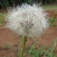 Almeirão do campo