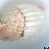 Cochonilha australiana