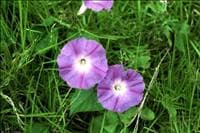 Corda de viola