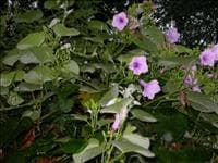 Corda de viola