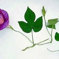 Corda de viola