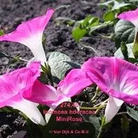 Corda de viola