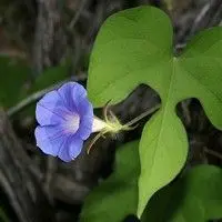 Corda de viola