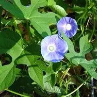 Corda de viola