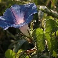 Corda de viola