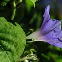 Corda de viola