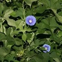 Corda de viola